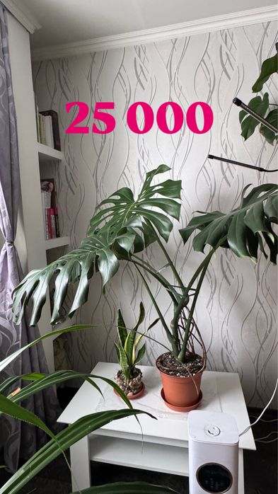 Продам комнатные цветы