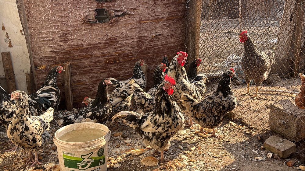 Продам кур мраморный австролорп