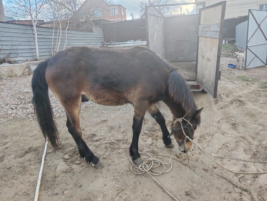 Продам жирный кунан с откорма