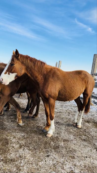 Таза қан байтал сатылады