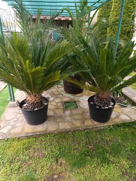 Продават се 30 годишни Палми