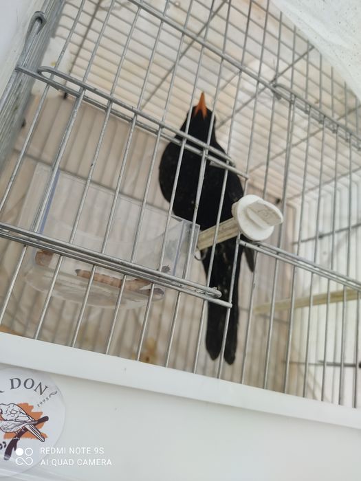 Чорни дрозд сотилади оладиганла тел килила