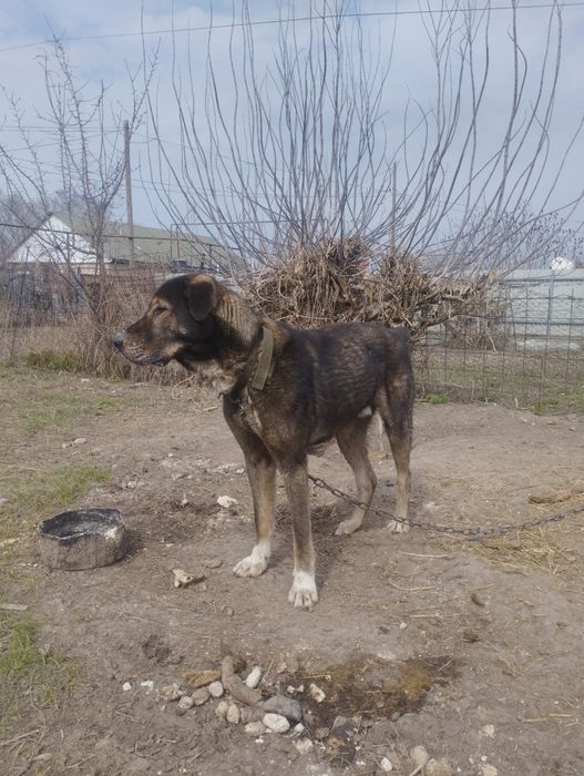 Алабай 1 жасар 20000 тг