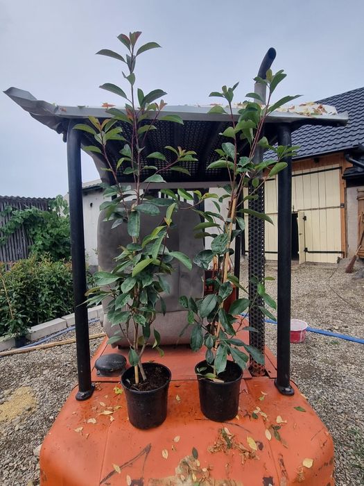 Gard viu Photinia Red Robin