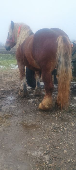 De vânzare armăsar