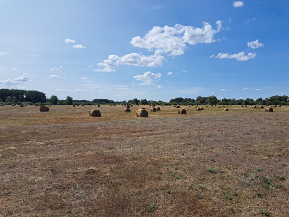 Сено в рулоне 300-350кг