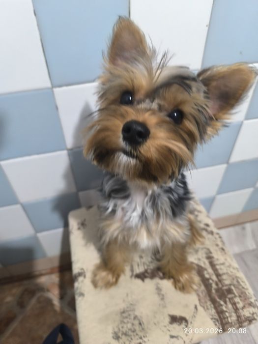 Продается йоркширский терьер