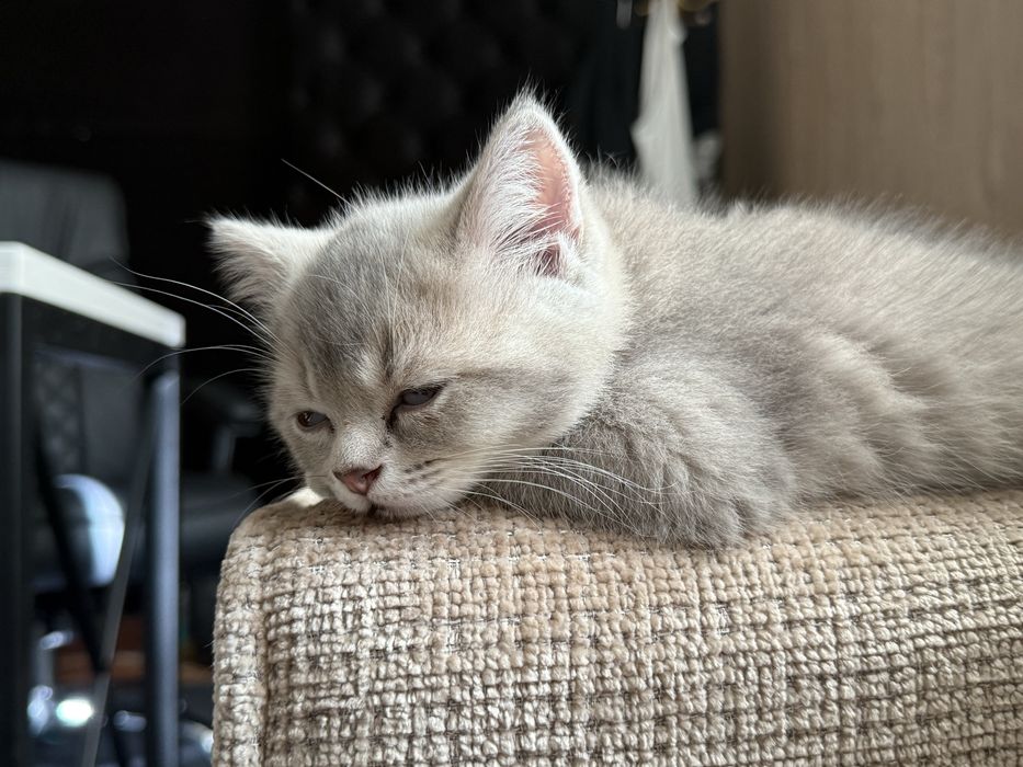 British Silver Shinshilla, chinchilla mushuk parodali seriy kumushrang