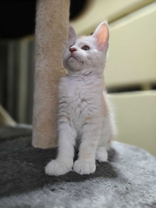Продаются котята породы мейн-кун 2 мес