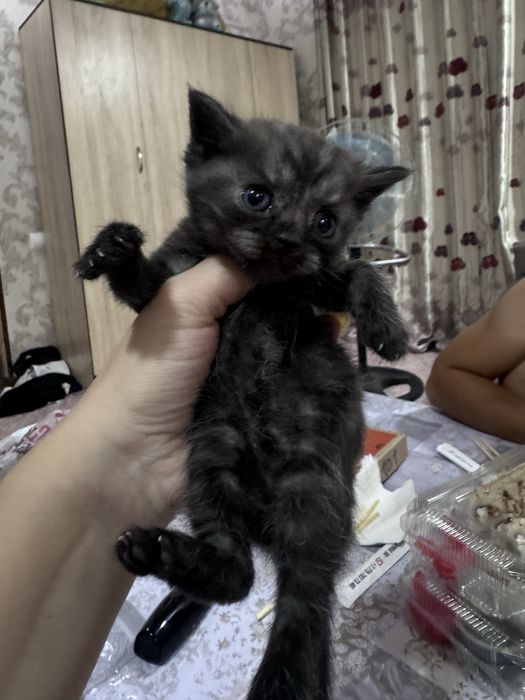 Принимаю бронь на котят