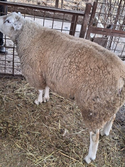De vanzare oi texel