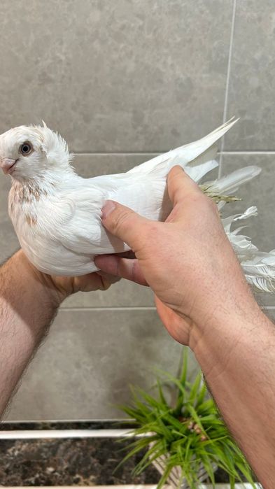 Продам самца гульбадама