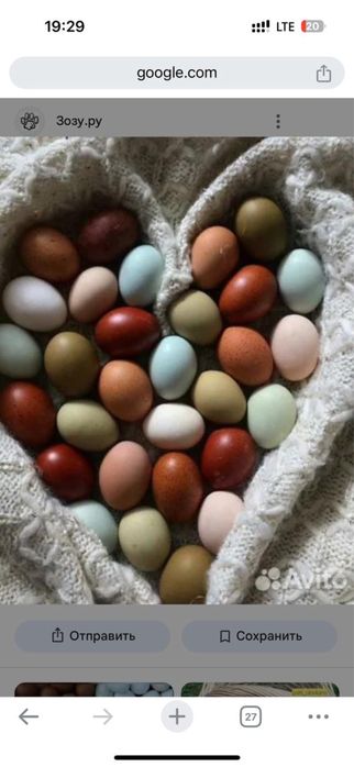 Куры несушки Доминант