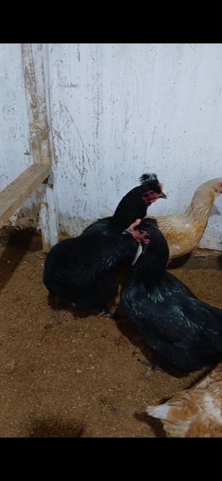 Продам куры срочно 3шт
