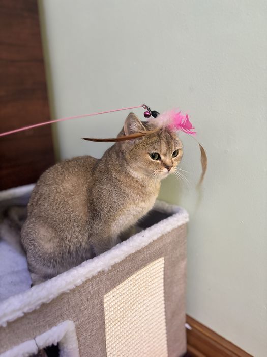 Золотая шиншилла тозза зотли девочка 6 месяцев