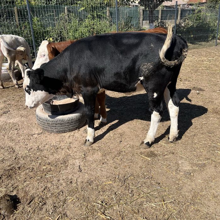 Junica de vanzare