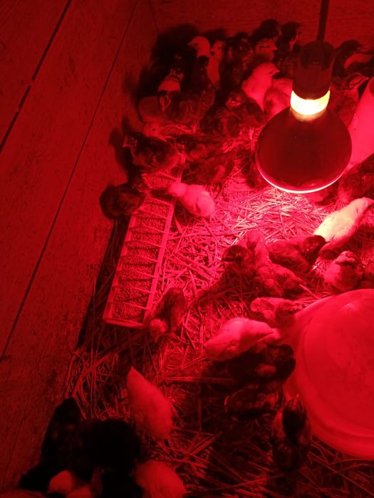 Pui de găină mai multe rase.