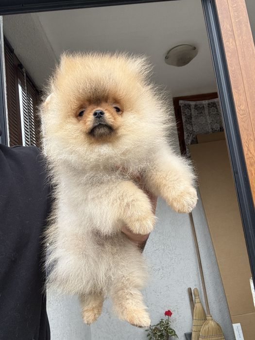 Померан мини померанче