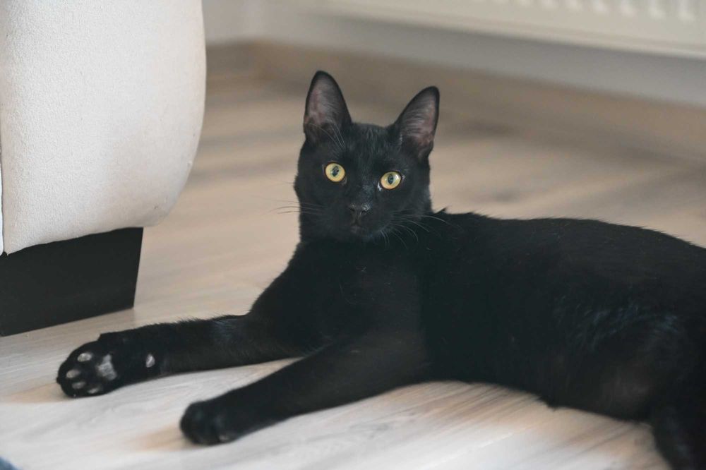 Motanel negru, sterilizat, aproximativ 10 luni — Masi, foarte simpatic