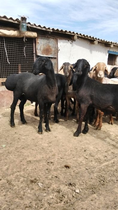 Кисары кошкар сатлады