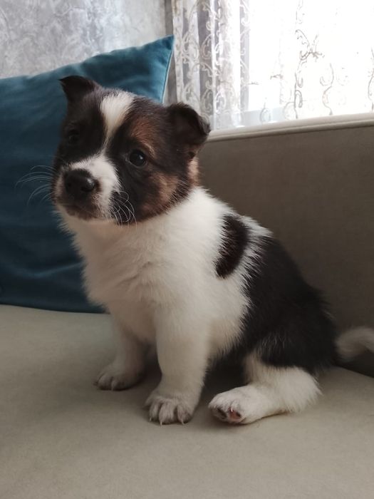 Щенки мальчики и девочки медвежата дворянины