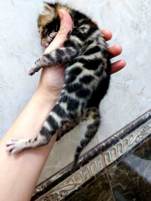 КЛУБHЫЕ "Бенгальские котята"
