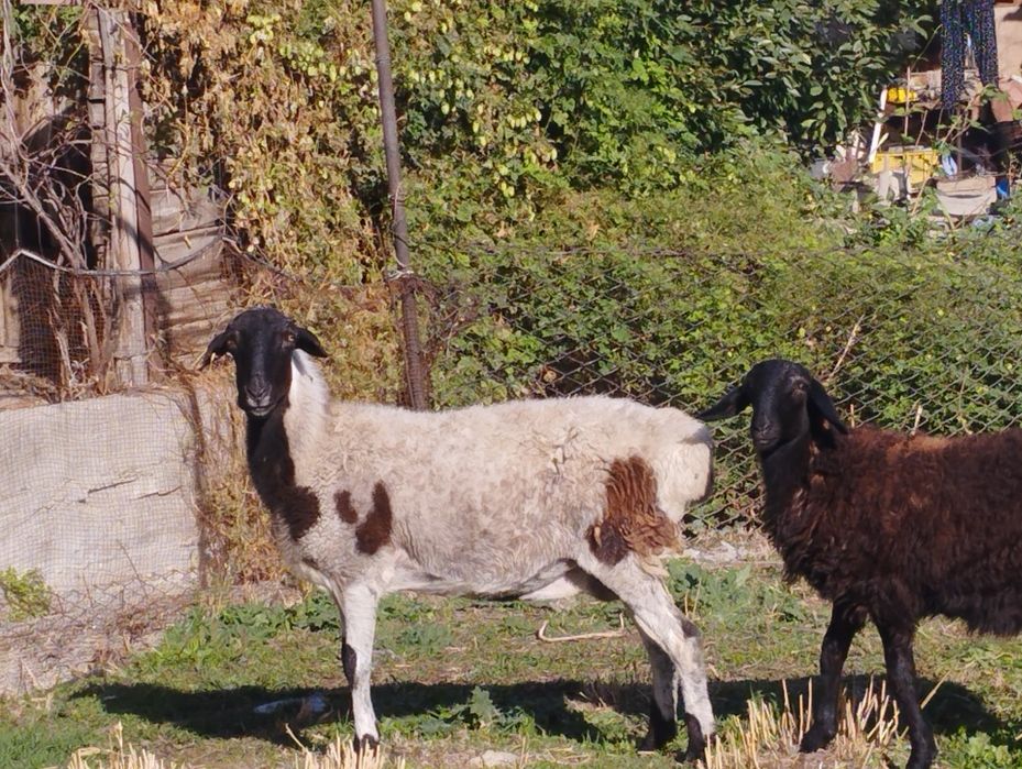 Бараны мереносцы