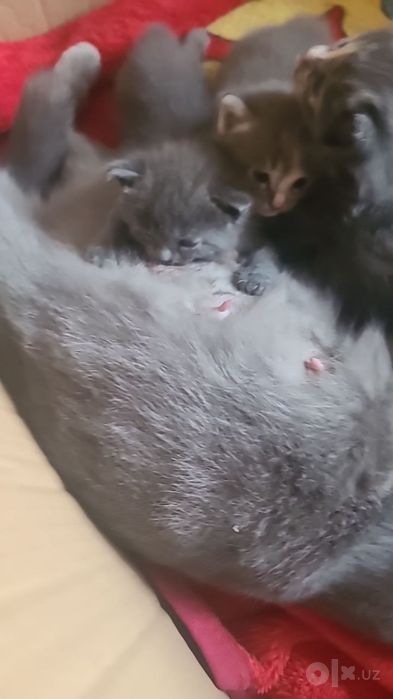 Uy mushuk zodli latoni biladi 2 oyli