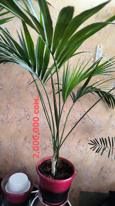 Пальмы, цветы,различные растения.