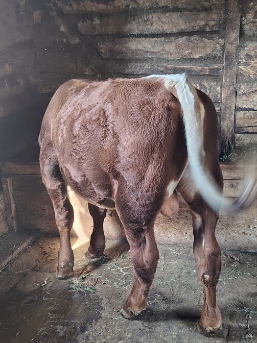 Vând vițel angus roșu, vârsta 8 luni