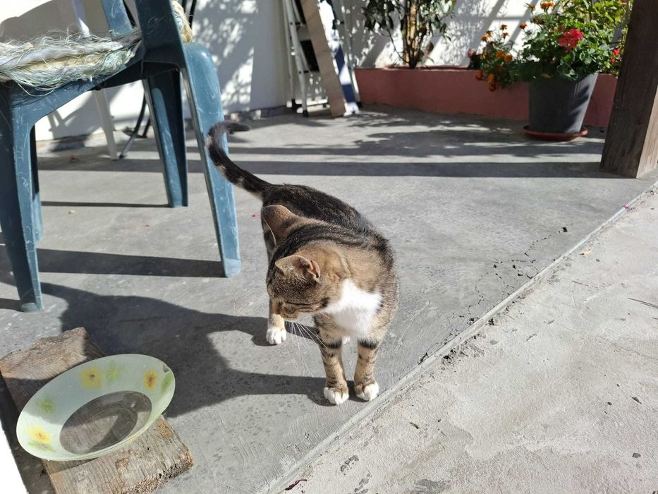 Спешно си търся нов дом, мила съм, обезпаразитена и много чиста.