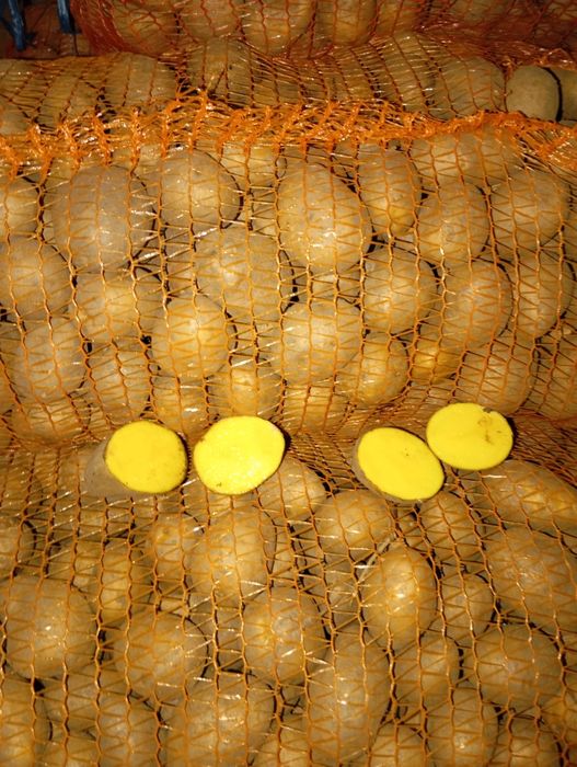 Cartofi de sămânță și animale