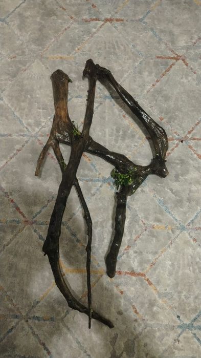 Продам коряги дуб