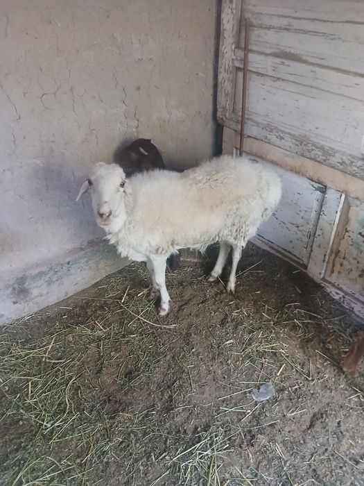 Кой сатылады бахаси 4млн