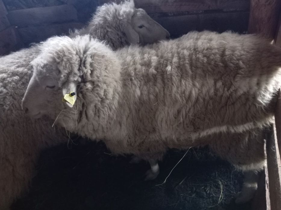 Қошқар 2 миронос