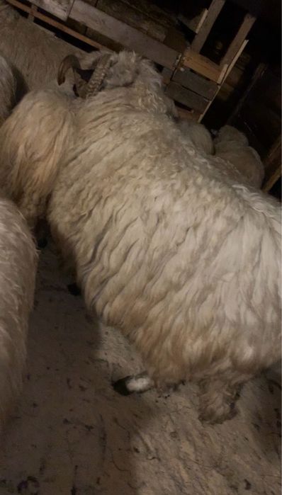 Berbec breaz disponibil
