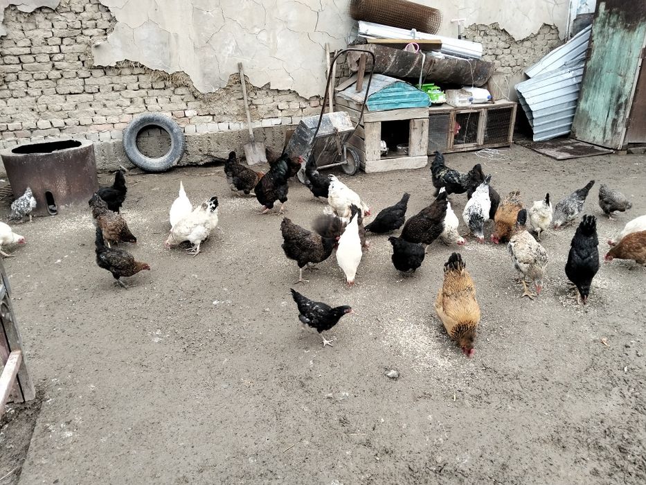 Тауытар сатылады