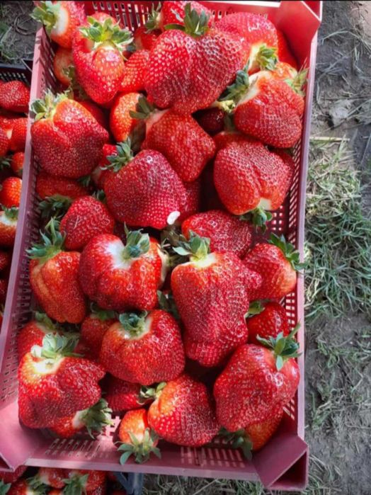 Продавам разсад ягоди и малини