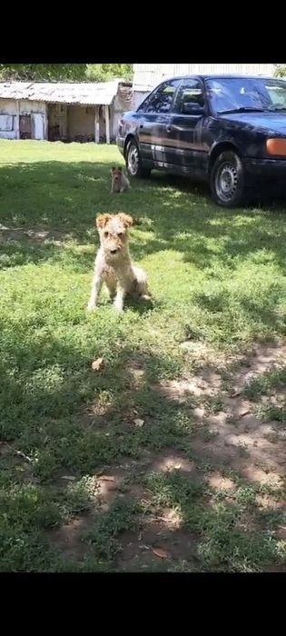 Фокстерьер  щенкий 1 месяц