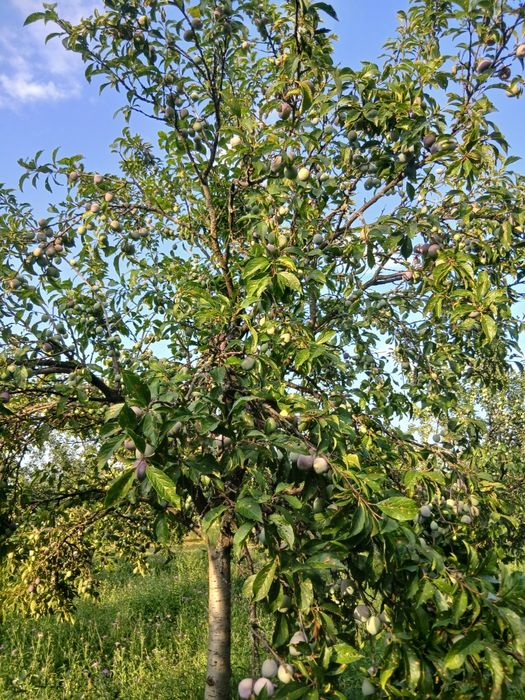 Prune anaspet si arjan