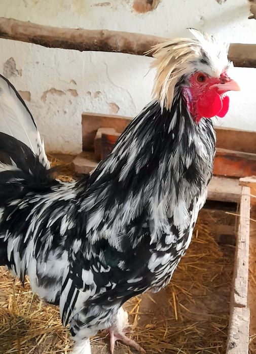 Cocos motat  și puica de anul acesta