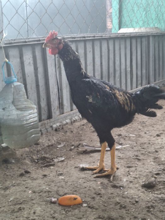 Шолпан қораз сатылады. Обмен.