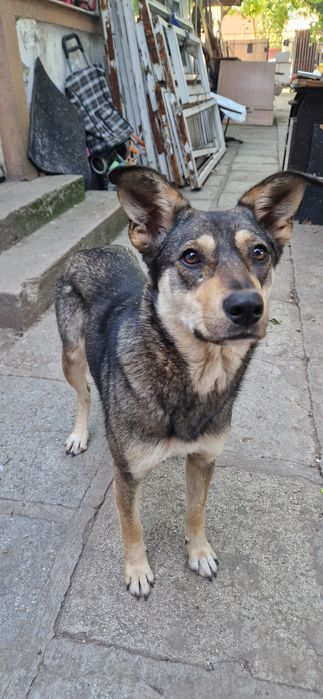 Cățele Adopție!!