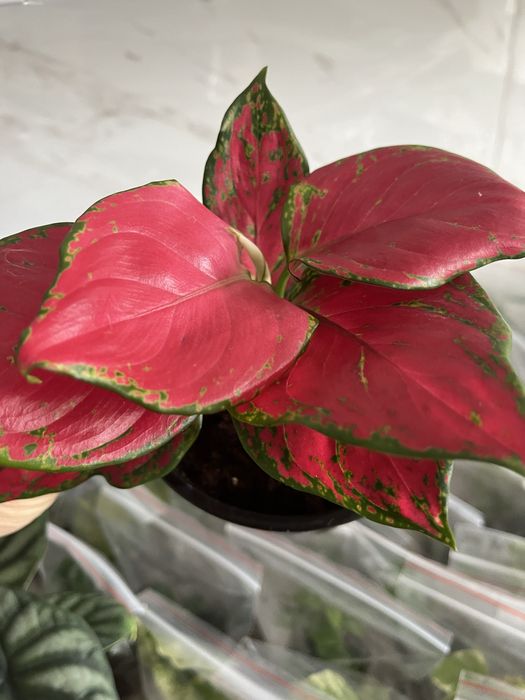 Комнатные растения