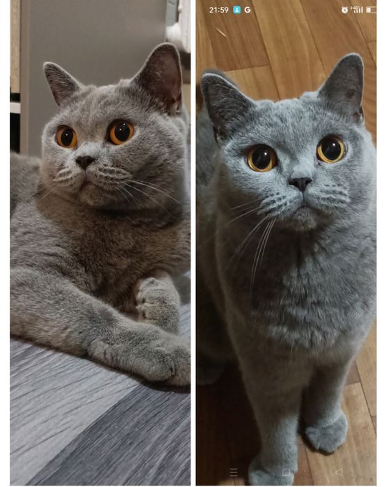 Британская кошка.