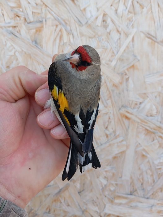 Продам выдержанную птицу