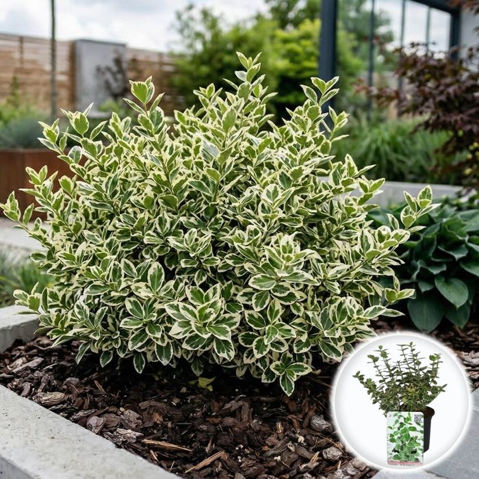 Euonymus La Ghiveci