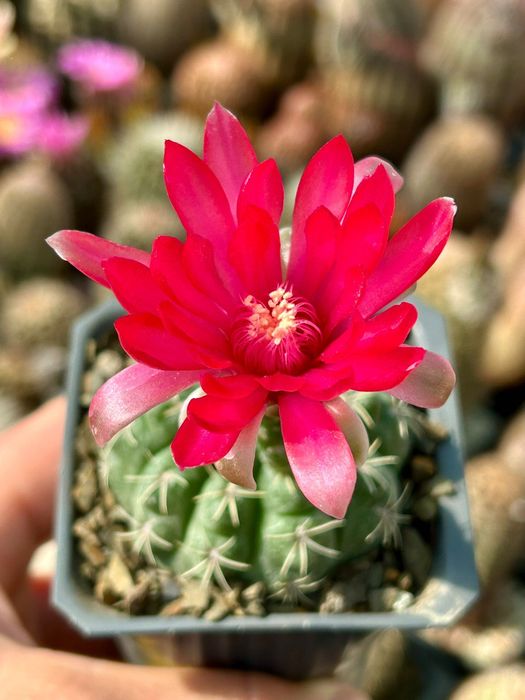 Кактус цъфтящ Gymnocalycium BALDIANUM цъфти в червено-цикалмено