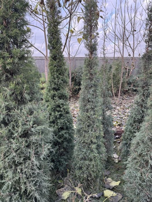 Можжевельник декоративный.