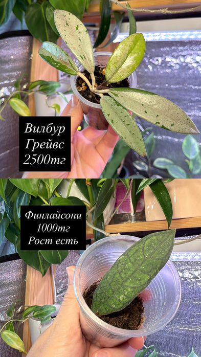 Комнатные растения